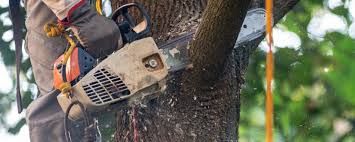 How Our Tree Care Process Works  in  Wayne, PA